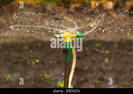 Plastic Home Gardening Irrigation Sprinkler in Operation on Cultivated Agricultural Garden Stock Photo