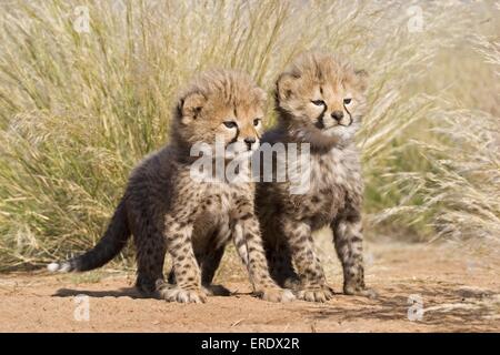 young cheetahs