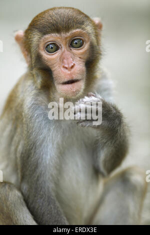 Rhesus macaque (Macaca mulatta), Monkey Island, Hainan Province, China Stock Photo