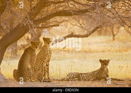 cheetahs Stock Photo