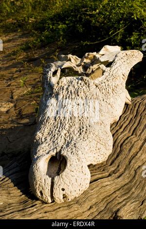 Nile crocodile skull Stock Photo