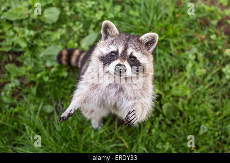Raccoon (Procyon lotor), captive, Saarland, Germany Stock Photo