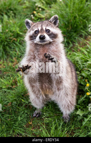 Raccoon (Procyon lotor), captive, Saarland, Germany Stock Photo
