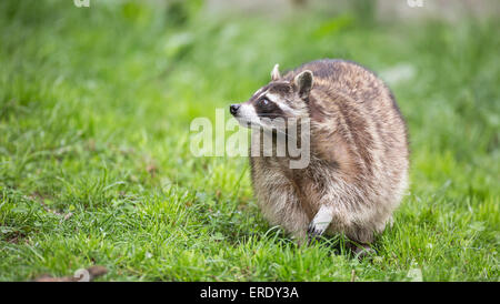 Raccoon (Procyon lotor), captive, Saarland, Germany Stock Photo