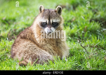 Raccoon (Procyon lotor), captive, Saarland, Germany Stock Photo