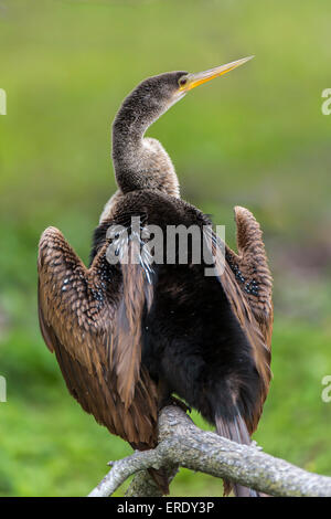 Anhinga (Anhinga anhinga) drying wings, Florida, Everglades, USA Stock Photo