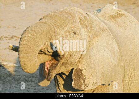 drinling African Elephant Stock Photo