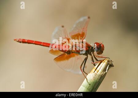 african dragonfly Stock Photo
