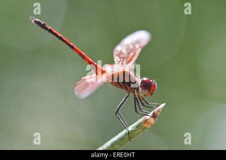 african dragonfly Stock Photo