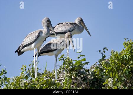 young yellow-billed storks Stock Photo