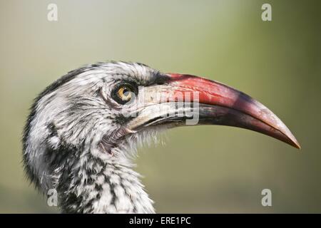 red-billed hornbill Stock Photo