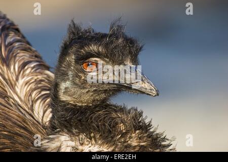 emu portrait Stock Photo