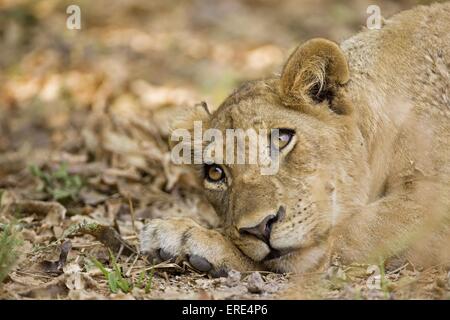 young lion Stock Photo
