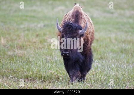american bison Stock Photo