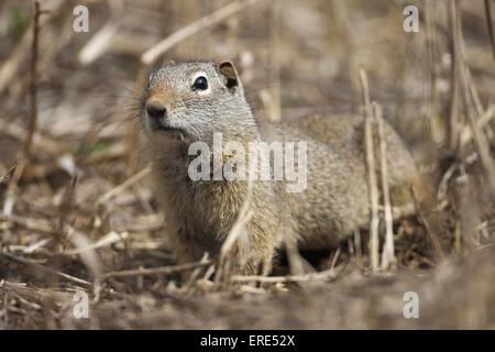 uinta ground squirrel Stock Photo