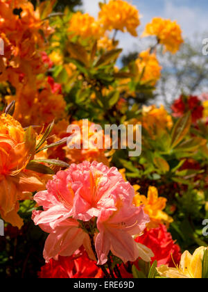 Colourful Rhododendron flowers at Lea Gardens, Lea,Derbyshire,UK. Stock Photo