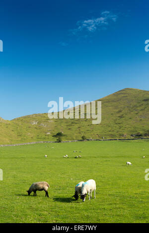 UK, England, Staffordshire, Ilam, farming, sheep grazing in field below Bunster Hill on perfect summer’s day Stock Photo