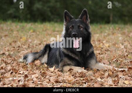 Old German Shepherd Dog Stock Photo