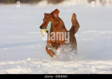 playing Nova Scotia Duck Tolling Retriever Stock Photo