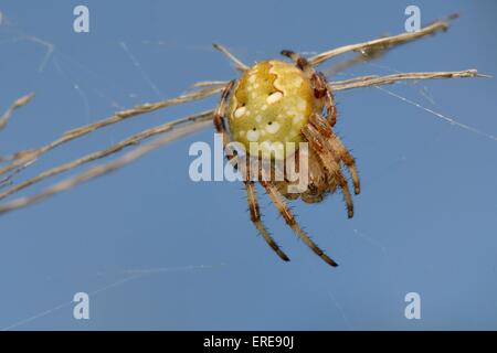 Female Four-spot orb-weaver spider (Araneus quadratus) on its web, Winfrith Heath, Dorset, UK, July. Stock Photo