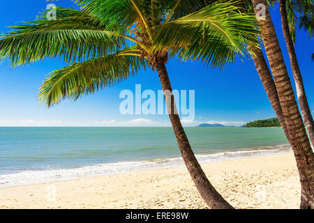 Single palm tree at Palm Cove beach in north Queensland, Australia Stock Photo