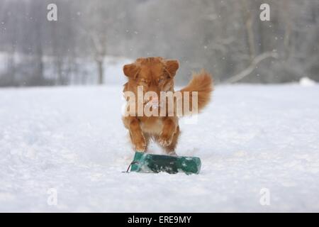 playing Nova Scotia Duck Tolling Retriever Stock Photo