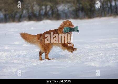 playing Nova Scotia Duck Tolling Retriever Stock Photo