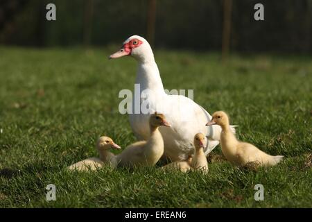 muscovy ducks Stock Photo