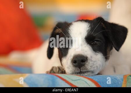 young Jack Russell Terrier Stock Photo