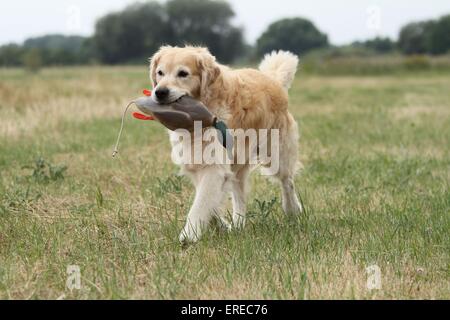 Golden Retriever Stock Photo