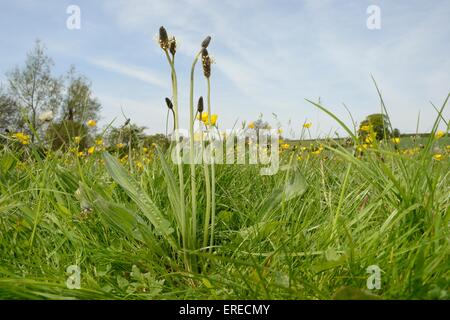 Ribwort plantain (Plantago lanceolata) flowering in a hay meadow alongside Meadow buttercups (Ranunculus acris)), Wiltshire, UK, Stock Photo
