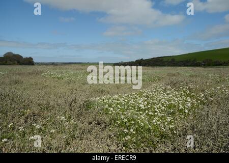 English scurvy-grass / Long-leaved scurvy grass (Cochlearia anglica) flowering on saltmarsh beside a tidal creek, Cornwall, UK Stock Photo