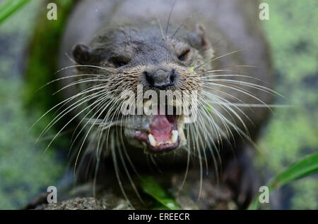 Otter eating showing its teeth and whiskers UK Stock Photo