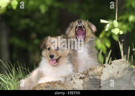 Shetland Sheepdog Puppies Stock Photo