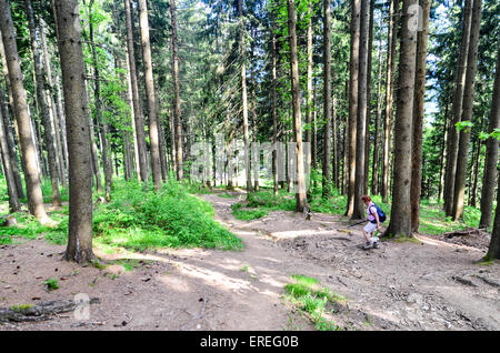 Hiker among tall trees in a forest at the Pléiades near Montreux, Switzerland Stock Photo