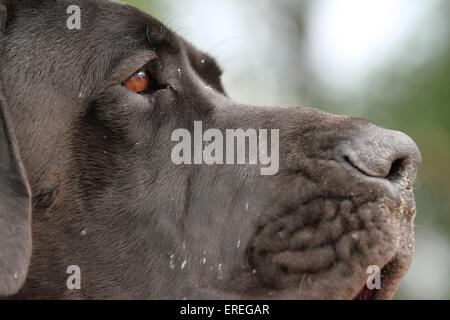 Great Dane face Stock Photo