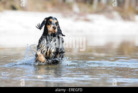 running English Cocker Spaniel Stock Photo