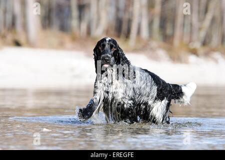 running English Cocker Spaniel Stock Photo