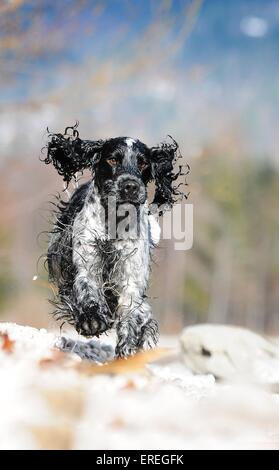 running English Cocker Spaniel Stock Photo