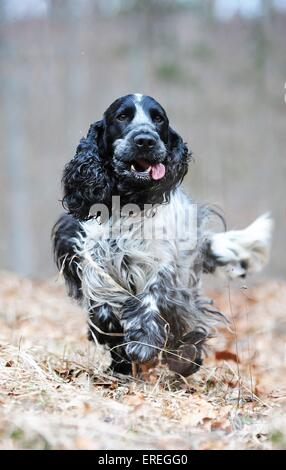 running English Cocker Spaniel Stock Photo
