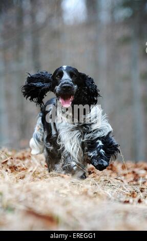 running English Cocker Spaniel Stock Photo