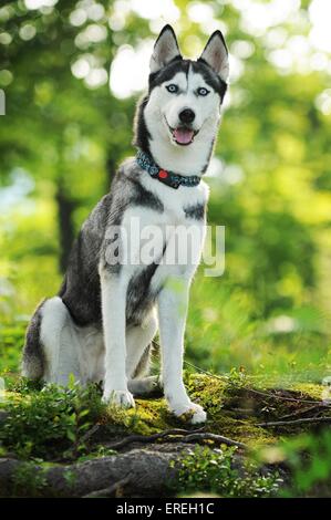 sitting Siberian Husky Stock Photo