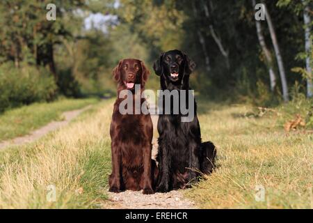 2 Flat Coated Retriever Stock Photo