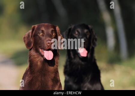 2 Flat Coated Retriever Stock Photo
