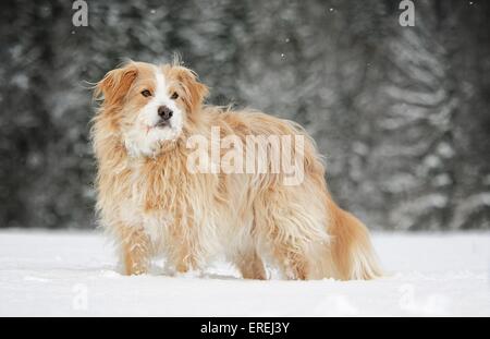 standing mongrel Stock Photo