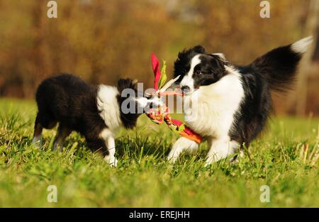2 Shetland Sheepdogs Stock Photo