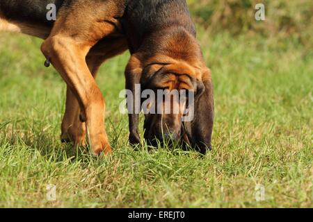 snuffling Bloodhound Stock Photo