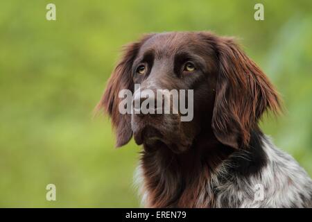German longhaired Pointer portrait Stock Photo