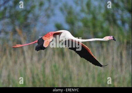 greater flamingo Stock Photo