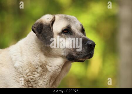 Sivas Kangal Portrait Stock Photo